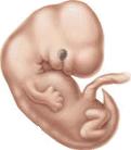Human_fetus_1_month