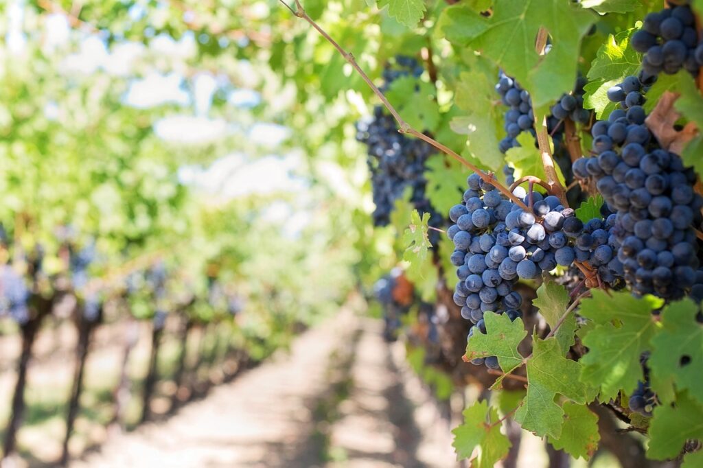 gospel, vineyard